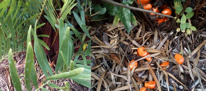 [Two images spliced together. The image on the left has brown cones which remind me of shucked corn with brown dried-out kernals. The cones are tucked under the laves so the image is more leaves than cones. The image on the right is a cone which has burst open showing large (much larger than corn kernals would be) red-orange seeds. About a half dozen seeds are loose on the ground in front of the open cone.]